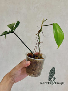 Philodendron Florida Beauty (rooted cutting) - No.4