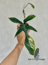 Load image into Gallery viewer, Philodendron Florida Beauty (rooted cutting) - No.4
