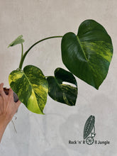 Load image into Gallery viewer, Monstera Deliciosa Aurea (Large Form Yellow Variegated Monstera)
